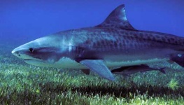image of tiger_shark