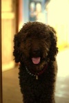 image of standard_poodle