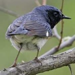 image of bird