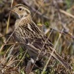 image of smiths_longspur #14