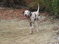 image of dalmatian