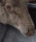 image of animal
