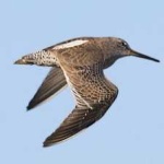 image of bird