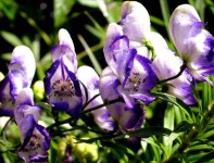 image of flower