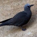 image of bird