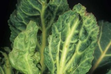 image of damage_to_cabbage_leaves