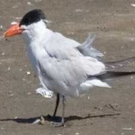 image of bird