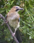 image of jay
