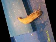 image of fish