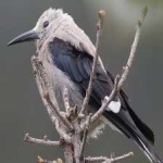 image of bird