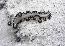 image of flatworm