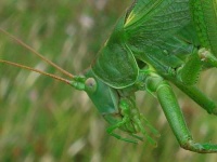 image of cricket