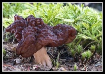 image of gyromitra