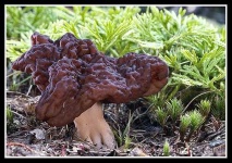 image of gyromitra #15