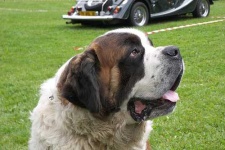 image of saint_bernard