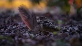 image of nightjar