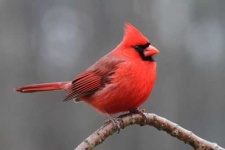 image of cardinal