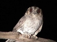 image of nightjar