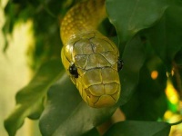 image of green_mamba