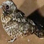 image of bird