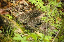 image of diamondback