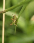 image of grasshopper