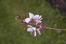 image of flower