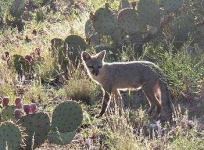 image of grey_fox