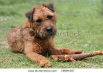 image of lakeland_terrier