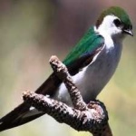image of bird
