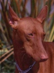 image of mexican_hairless