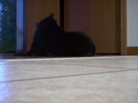 image of schipperke
