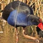 image of bird