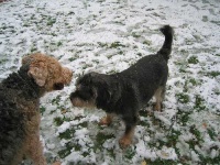 image of airedale #11