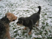 image of airedale