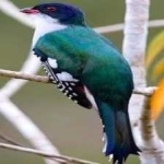 image of cuban_trogon #15