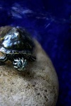 image of terrapin