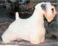 image of sealyham_terrier #16