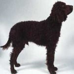 image of animal