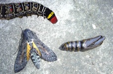 image of animal