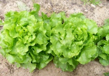 image of fruit_and_vegetable