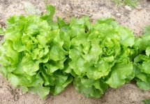 image of lettuce #3