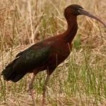 image of bird