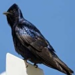 image of bird
