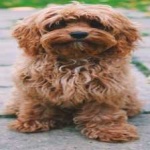image of animal