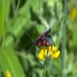 image of burnet #12