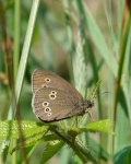 image of ringlet