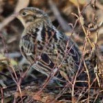 image of bird