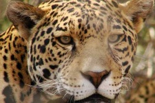 image of jaguar_car