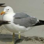 image of bird